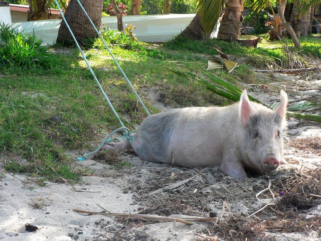 51- Cochon entrave a l'ombre des cocotiers sur la plage 